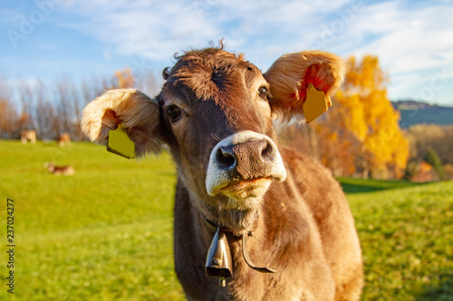 Kuh Herbst Allgäu Niedlich Süß Lustig Kälbchen