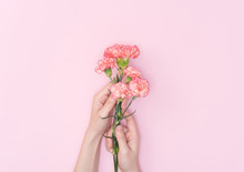 Female Hand Hold Carnation