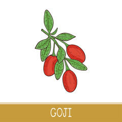 Wall Mural - Goji. Branch, berry, leaf. Sketch. Color