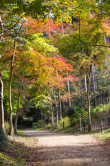 Wall Mural - Autumn leaves of Chiba city, Chiba prefecture, Japan / Izumi Nature Park in Chiba City, Chiba prefecture, Japan