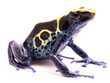 A blue yellow deying poison dart frog, Dendrobates tinctorius Kaw morph. A beautiful small exotic animal from the Amazon jungle in Suriname. Isolated on a white background.