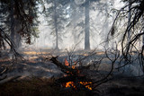 Fototapeta Kwiaty - a controlled burn ignites a small pile of forest debris