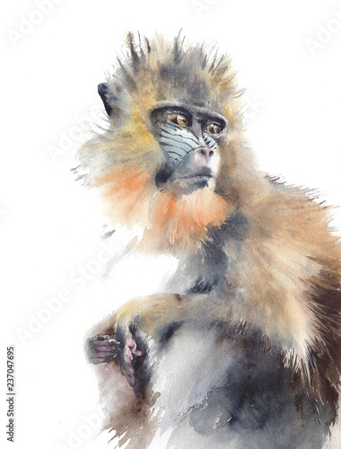 Fotografie, Obraz Monkey sitting colorful animal wildlife African original watercolor painting iso
