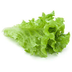 fresh green lettuce salad leaves isolated on white background