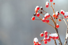 Red Berries Covered With Snow