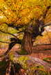 © ADDICTIVE STOCK - tree in autumn forest