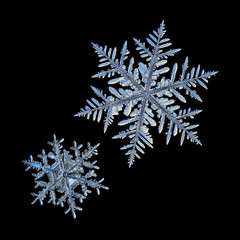 Two snowflakes isolated on black background. Macro photo of real snow crystals: elegant stellar dendrites with ornate shapes, glossy relief surface, hexagonal symmetry and complex inner structures.