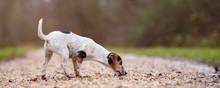 Jack Russell Terrier Cute Dog Is Following A Trail