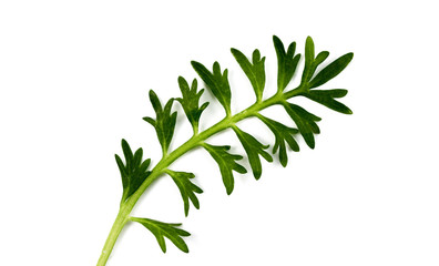 Rosemary on white background