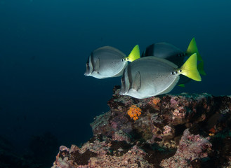 Wall Mural - Surgeon fish swimming along coral reef, Galapagos Islands Ecuador.