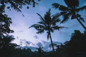 Wall Mural - palm silhouette sky sunset tropics