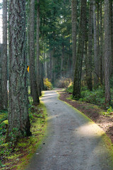 Fototapeta treed walking path in winter
