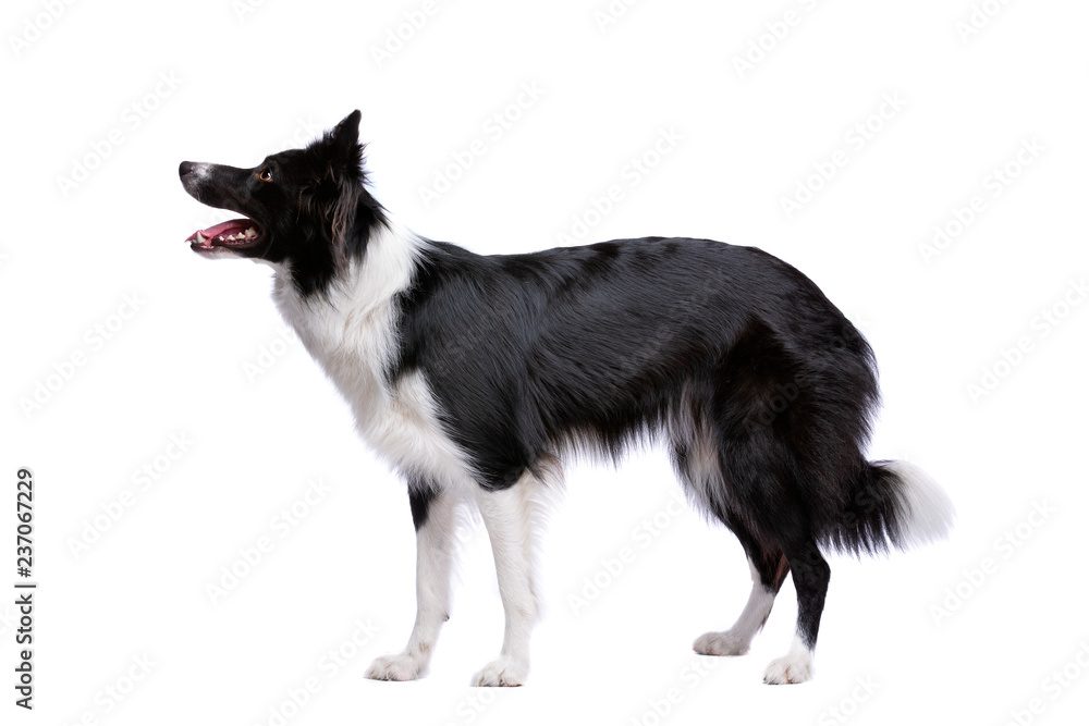 Black and white border collie dog - obrazy, fototapety, plakaty 