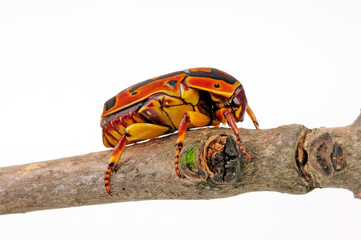 Canvas Print - Rosenkäfer (Pachnoda trimaculata) - flower beetle