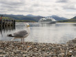 Seagull on a rocky beach in Ullapool, Scotland with cruiser in the background