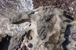 Tête de rocher- Aigle