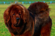 Dog breed Tibetan mastiff