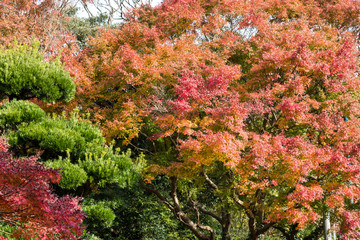 Wall Mural - Autumn leaves of Chiba city, Chiba prefecture, Japan / Izumi Nature Park in Chiba City, Chiba prefecture, Japan