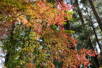 Wall Mural - Autumn leaves of Chiba city, Chiba prefecture, Japan / Izumi Nature Park in Chiba City, Chiba prefecture, Japan
