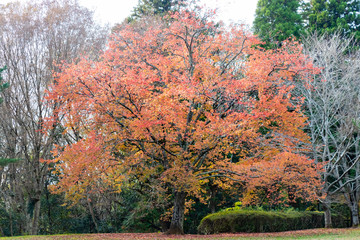 Wall Mural - Autumn leaves of Chiba city, Chiba prefecture, Japan / Izumi Nature Park in Chiba City, Chiba prefecture, Japan