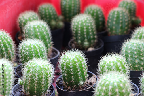 Baby Cactus Green Color In Flower Pot With Light In The Farm Stock Photo Adobe Stock