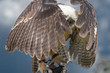 Spectacled owl peers through massive raising wings