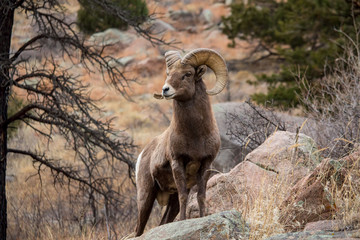 a bighorn sheep stands alert on a boulder while chewing on grass.
