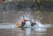 Mandarin Duck Splashing in Central Park Pond