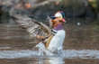 Colorful Mandarin duck flapping in the water on central park pond