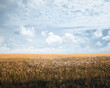 autumn fields