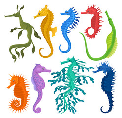 Wall Mural - flat vector set of different species of seahorses. small marine fishes. exotic sea animals