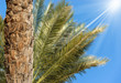 Trunk of a Palm Tree and Green Leaves on Blue Sky