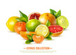 Realistic Citrus Fruit Illustration
