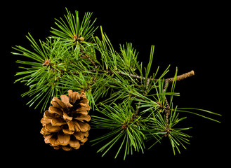 green branch of a tree with cones isolated on a black background