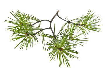 green pine branch isolated on white background