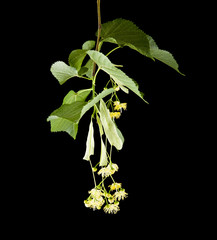 Wall Mural - linden flowers isolated on black background