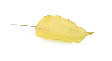 Yellow pho leaf dry isolated on white background