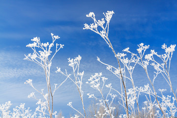 Wall Mural - abstract flowers in frost on blue sky background