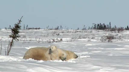 Wall Mural - polar bear cubs (ursus maritimus) mother with two three months old playful cubs at denning site, wap