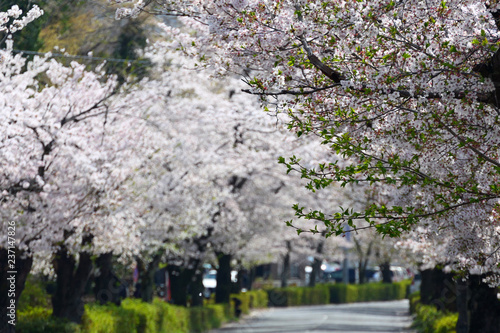 桜満開の春 日本のさくら名所100選 北桜通り 長瀞 埼玉 日本 4月初旬 Stock Photo Adobe Stock 桜満開の春 日本のさくら名所100選 北桜通り 長瀞 埼玉 日本 4月初旬 Stock Photo Adobe Stock