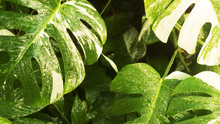 Bright Green Leaves With White Pattern, Close-up
