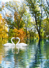 Image Of Two White Swans As A Symbol Of The Heart