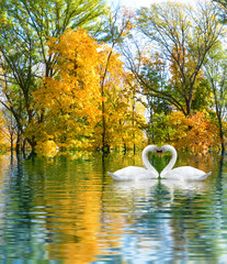 Wall Mural - image of two white swans as a symbol of the heart