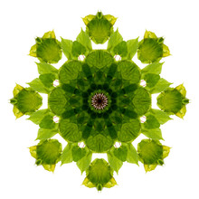 A Spring Green Lime Branch - Kaleidoscope