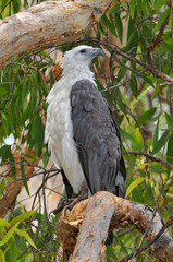 The white bellied sea eagle (Haliaeetus leucogaster), also known as the white breasted sea eagle, is a large diurnal bird of prey in the family Accipitridae, Kakadu National Park Australia.