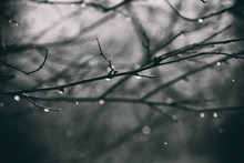  Lonely Leafless Tree Branches With Drops Of Water After A November Cold Rain