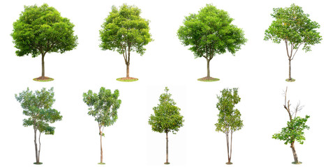 the collection of trees isolated on white background. beautiful and robust trees are growing in the 