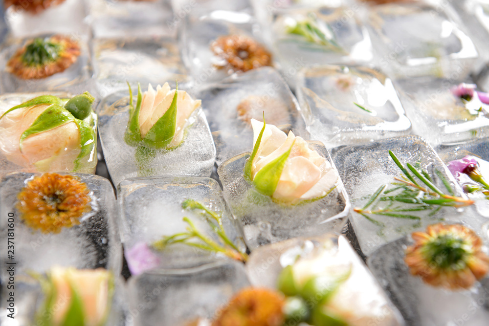 Beautiful flowers frozen in ice cubes, closeup