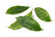 Green cardamom leaves