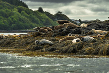 Relaxing Common Seals At The Coast Near Dunvegan Castle On The Isle Of Skye In Scotland